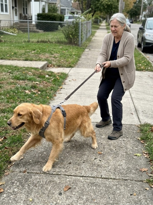 Golden retriever pulling an older woman on a back-clip harness