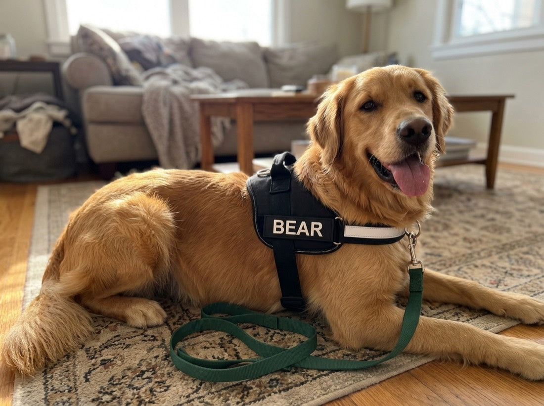 Golden retriever relaxing in the Tailo harness with his BEAR name patch