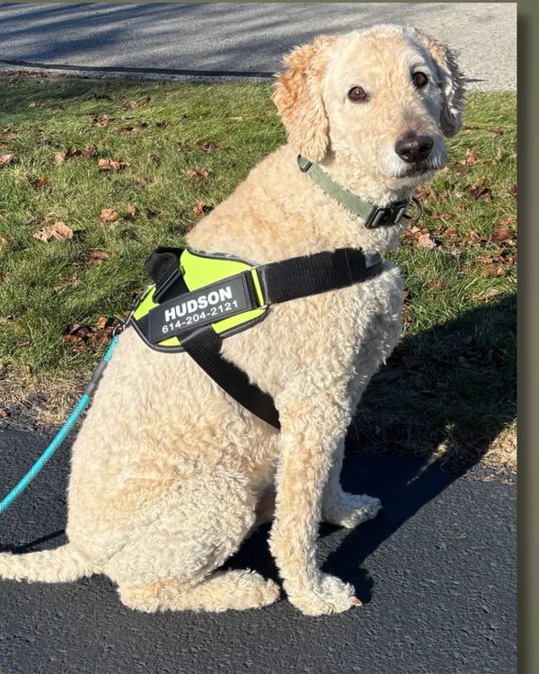 Harness View