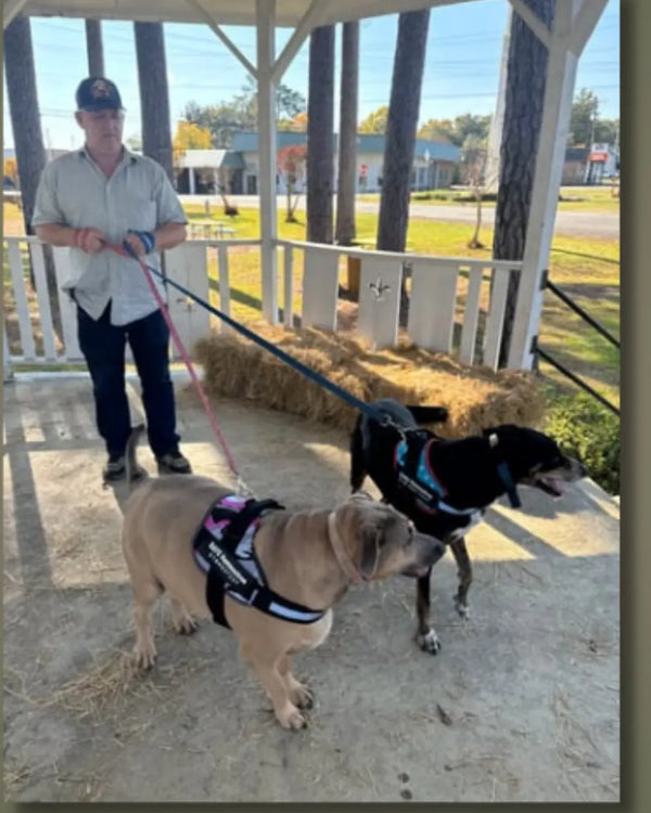 Harness View