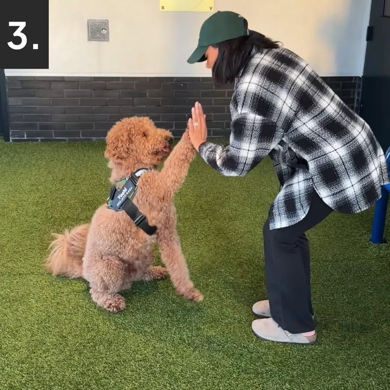 Your Dog Feels, What you Feel
