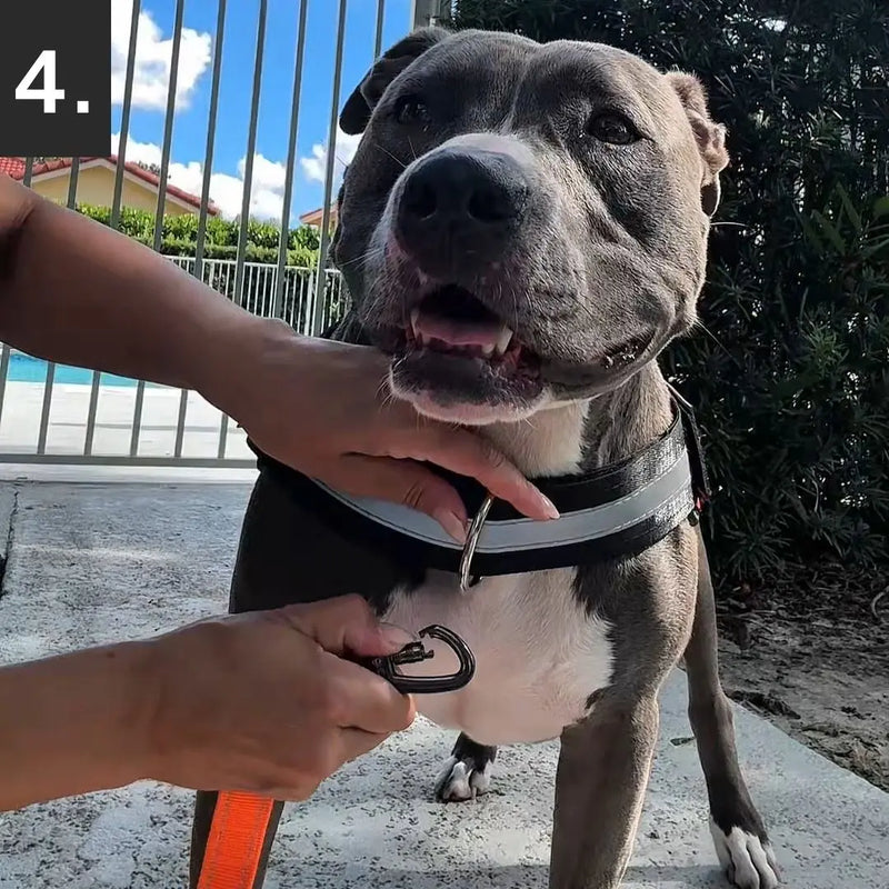 Your dog is pulling? No Problem.