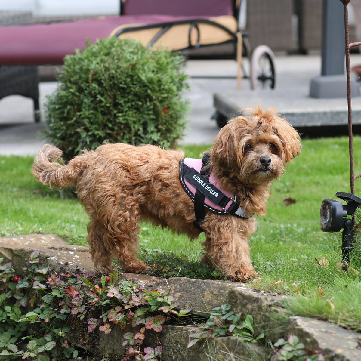 Small brown dog wearing a pink harness on a grassy area with a stone wall and plants.
