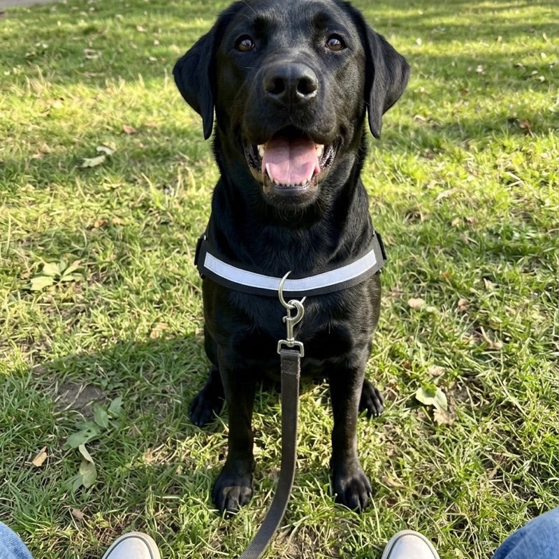 Labrador in the Tailo harness sitting in front of the owner, leash clipped to the front D-ring