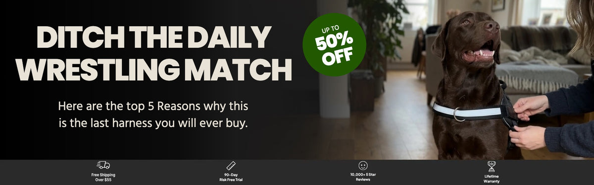 Ditch the daily wrestling match: owner buckling the Tailo harness on a chocolate Labrador, up to 50% off