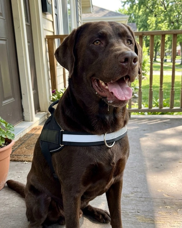 Chocolate Labrador wearing the Tailo harness on a porch